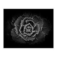 Backyard Flowers In Black And White No 101 (Print Only)
