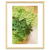 Maidenhair Queen thumbnail