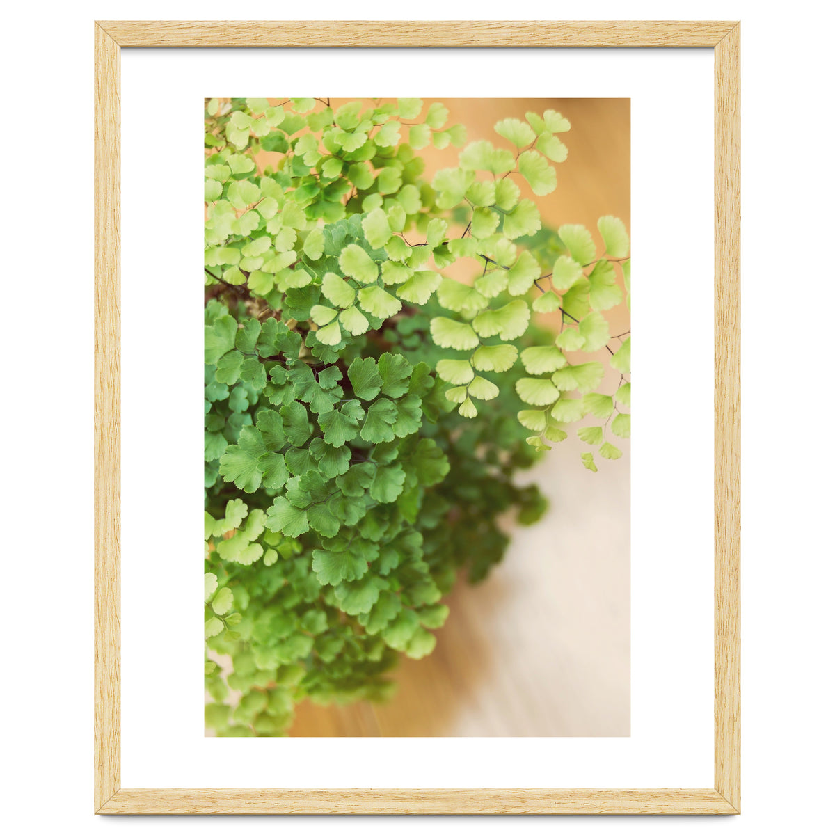 Maidenhair Queen