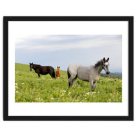 Equine Family