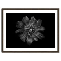 Backyard Flowers In Black And White 22