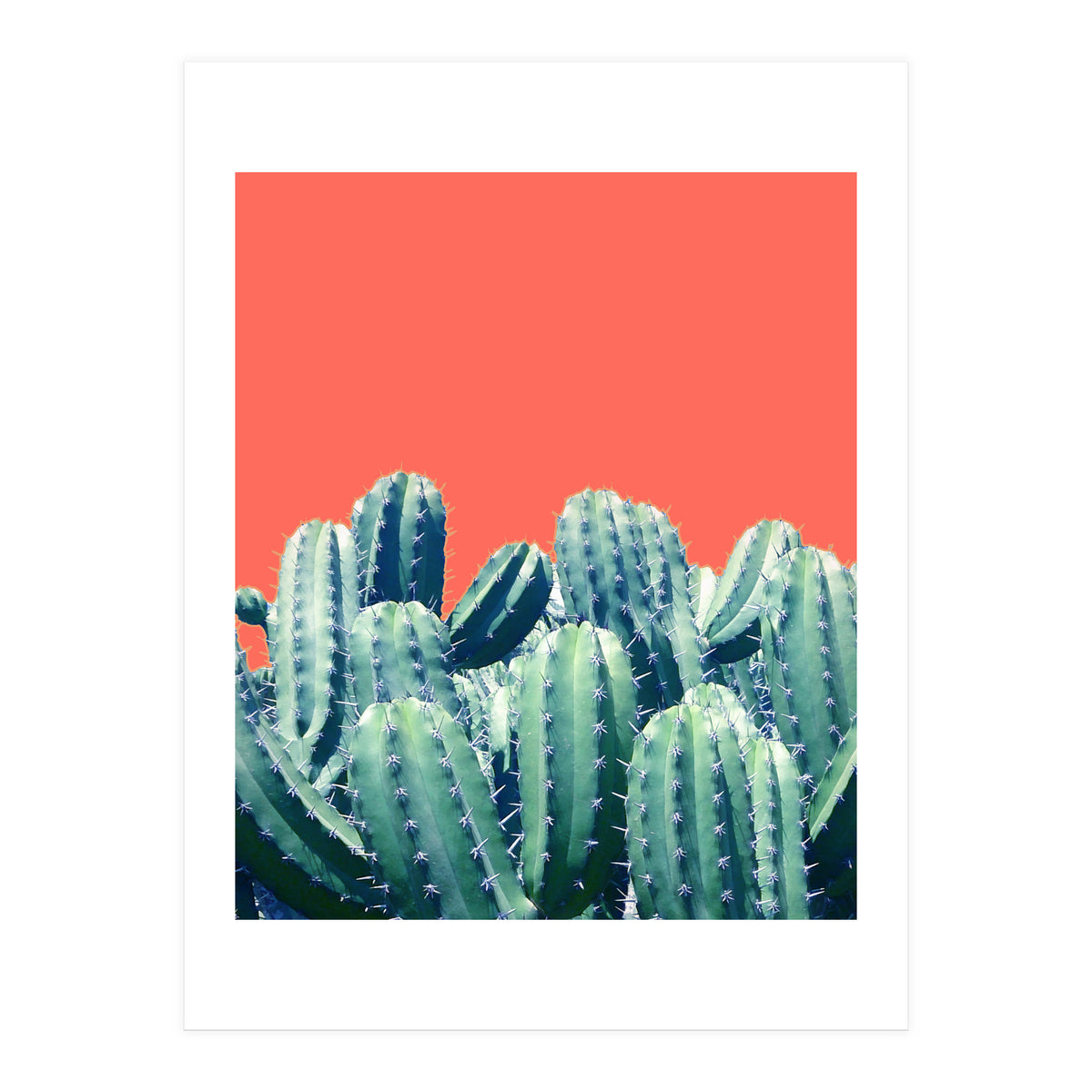Cactus On Coral (Print Only)
