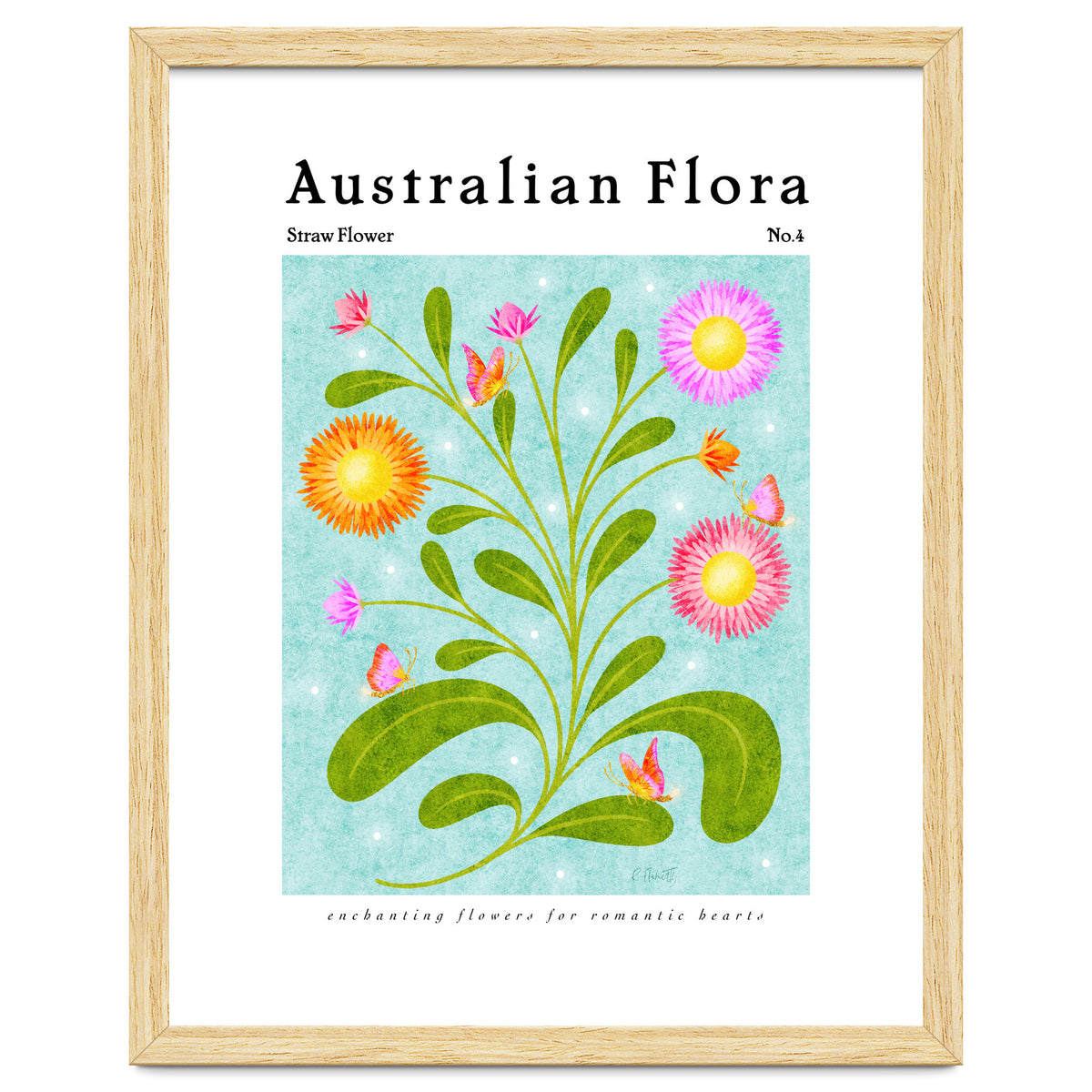 Australian Flora: Straw Flower