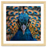 Close Up Peacock Head And Eye With Feathers thumbnail