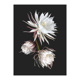 Queen Of The Night (Print Only) thumbnail