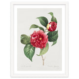 Pierre-Joseph Redouté – Finest Flowers and Fruits (1833) thumbnail