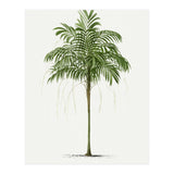 Oswald de Kerchove de Denterghem – Vintage Palm Tree Illustration (1878) (Print Only) thumbnail