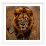 Majestic Lion King Of The Savannah In Dry Grass thumbnail