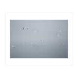 Flying seagulls in the winter sky (Print Only) thumbnail