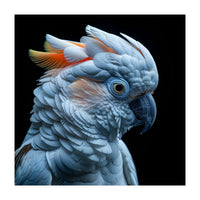 Close Up Of A Cockatoo Parrot Head (Print Only)