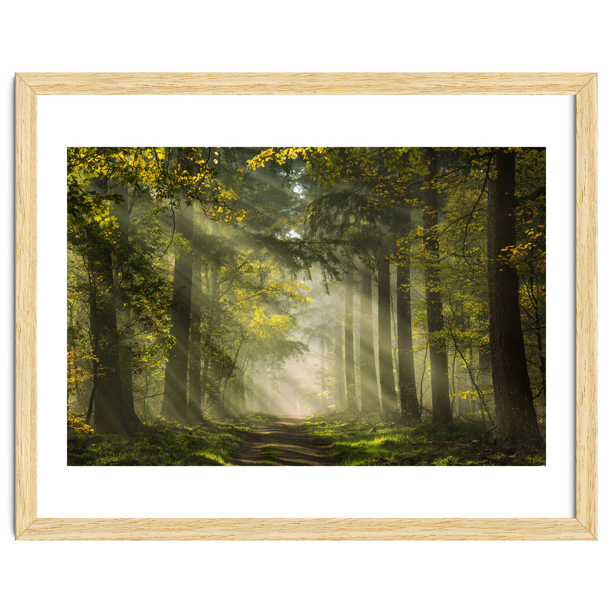 Sunrays in a Dutch forest