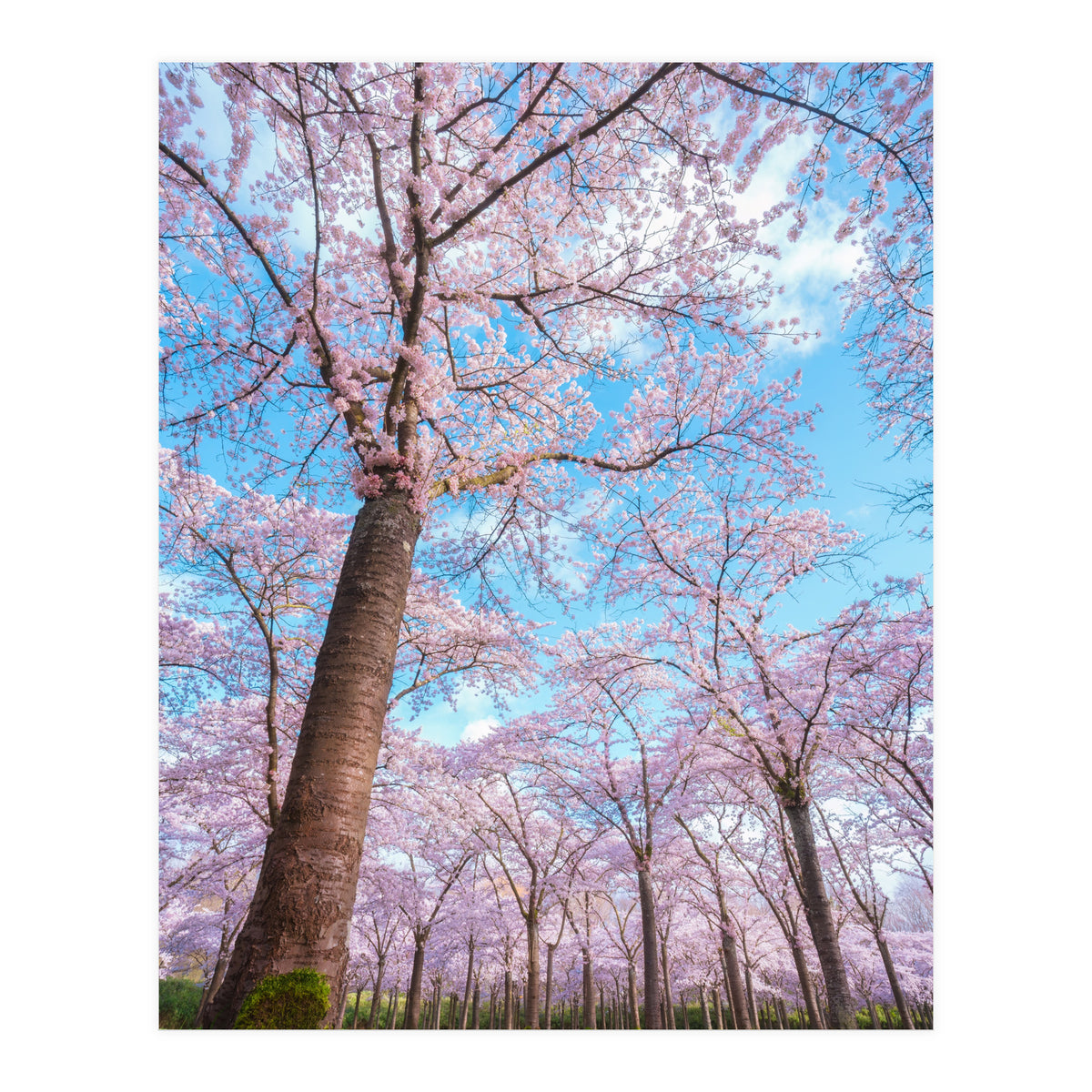 Spring in optima forma (Print Only)