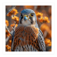 Close Up Of A Kestrel Bird Of Prey (Print Only)