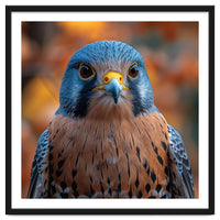 Close Up Of A Kestrel Bird Of Prey Portrait