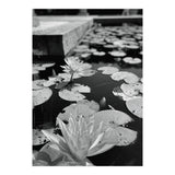 Lotus Pond | Black & White Portrait (Print Only) thumbnail