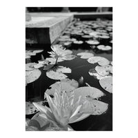 Lotus Pond | Black & White Portrait (Print Only)