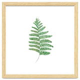 Fern thumbnail