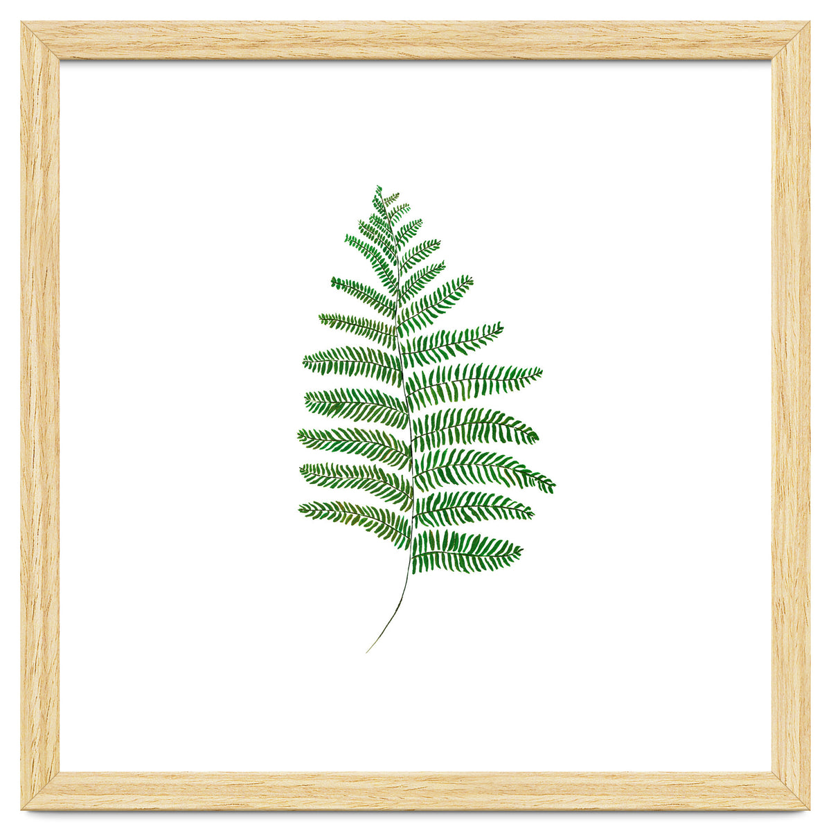 Fern