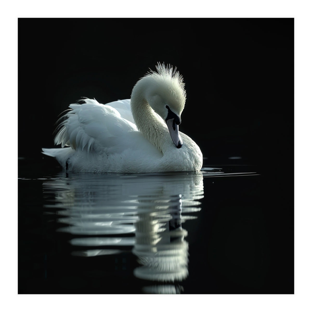 White Swan Gracefully Swimming In Dark Water (Print Only)