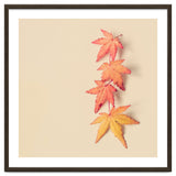 Maple In Pastel thumbnail