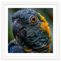 Close Up Of A Wet Macaw Parrot Head