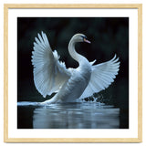 Majestic White Swan Spreading Wings On Water thumbnail