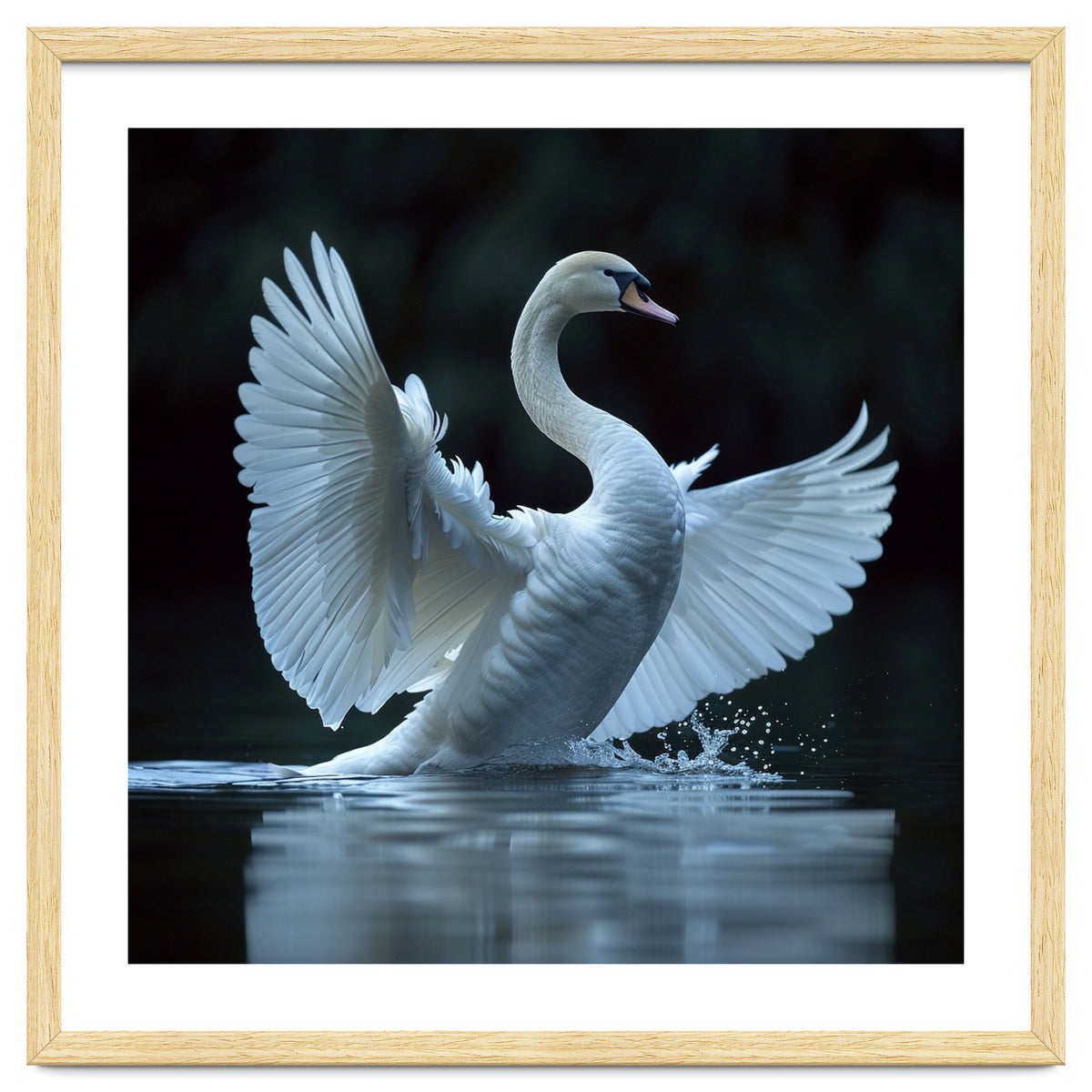 Majestic White Swan Spreading Wings On Water