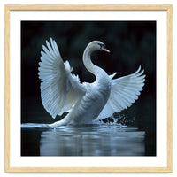 Majestic White Swan Spreading Wings On Water