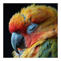 Close Up Of A Sleeping Sun Conure Parrot (Print Only)