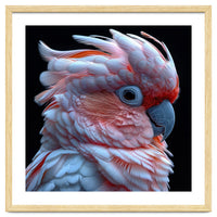 Pink Cockatoo Parrot Close Up Portrait Feather