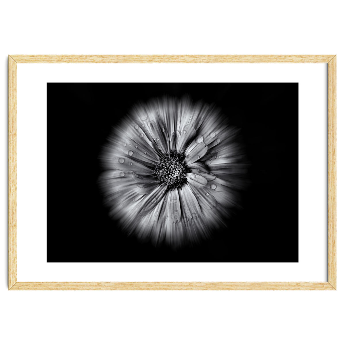 Backyard Flowers In Black And White No 10 Flow Version