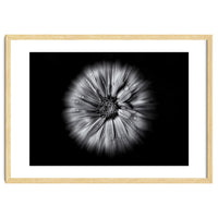 Backyard Flowers In Black And White No 10 Flow Version