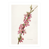 Royal Charles Steadman – Peach (Prunus persica) (1924) (Print Only) thumbnail