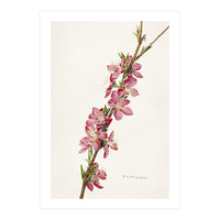Royal Charles Steadman – Peach (Prunus persica) (1924) (Print Only)