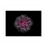 Backyard Flowers No 116 Color Version (Print Only) thumbnail