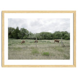 Cows in the farm thumbnail