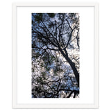 Tree from below thumbnail