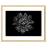 Backyard Flowers In Black And White 22 thumbnail