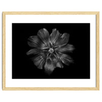 Backyard Flowers In Black And White 22