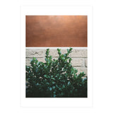 Plant + Copper (Print Only) thumbnail