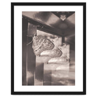 Evolving | Sepia