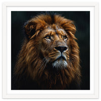 Majestic Lion Portrait In Gentle Rain