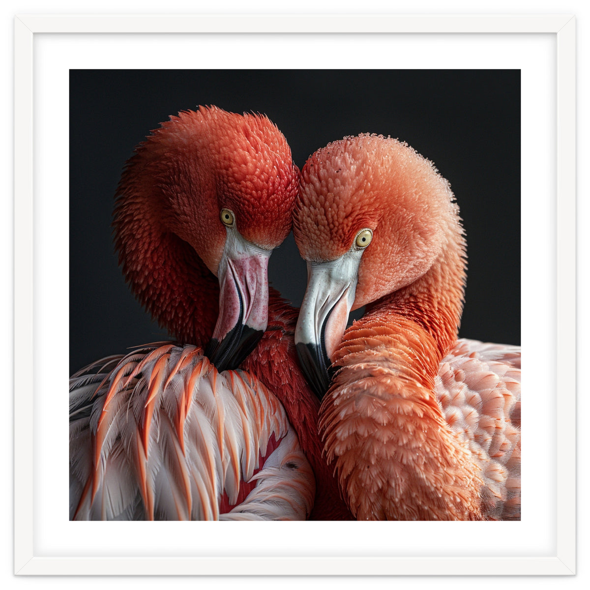 Close Up Of Two Flamingos Nuzzling Together