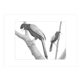 Yucatan Jays (Print Only) thumbnail