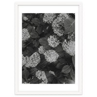 Hydrangeas | Black & White Portrait