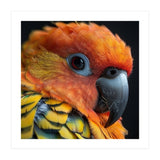 Close Up Of A Sun Conure Parrot's Head (Print Only) thumbnail