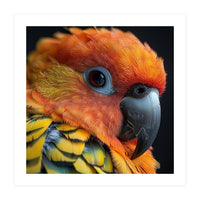 Close Up Of A Sun Conure Parrot's Head (Print Only)