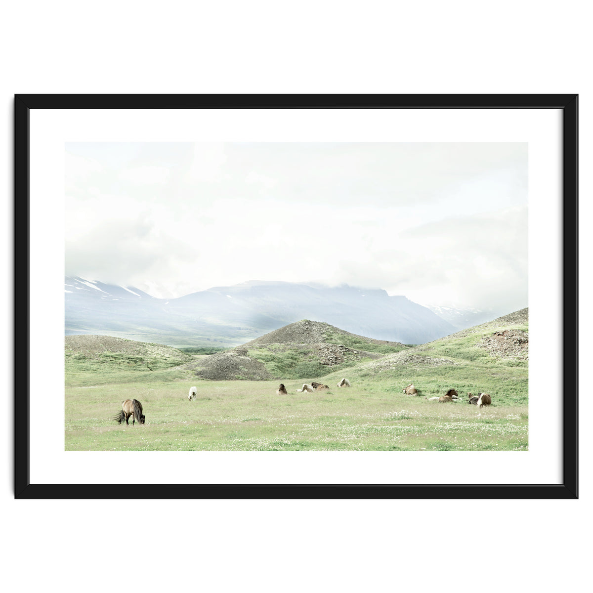 Relaxing horses on a sunny day calm field - Iceland