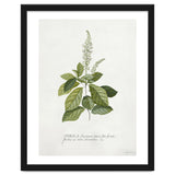 Georg Dionysius Ehret – Cinnamomum Illustration (1708–1770) thumbnail