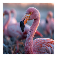 Close Up Of A Pink Flamingo Bird In Natural Light (Print Only)
